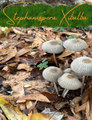 Stephanospora Xibalba