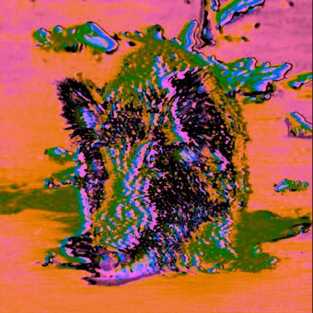 The Boar Song