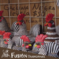 Fusión Tradicional