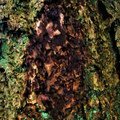Would For The Trees EP