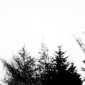 PARMI LES ARBRES NOIRS