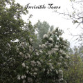Invisible Tears