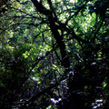 Abandoned Songs