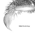 Morphology