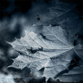 fluctus / garden of sadness