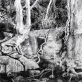 Horse Latitudes / Coltsblood / Ommadon Split
