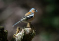 Binary Chaffinch