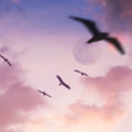 Flying Free
