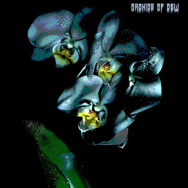 Orchids of Dew