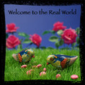 Welcome to The Real World