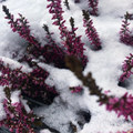 Winterhome EP II