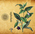Perennial