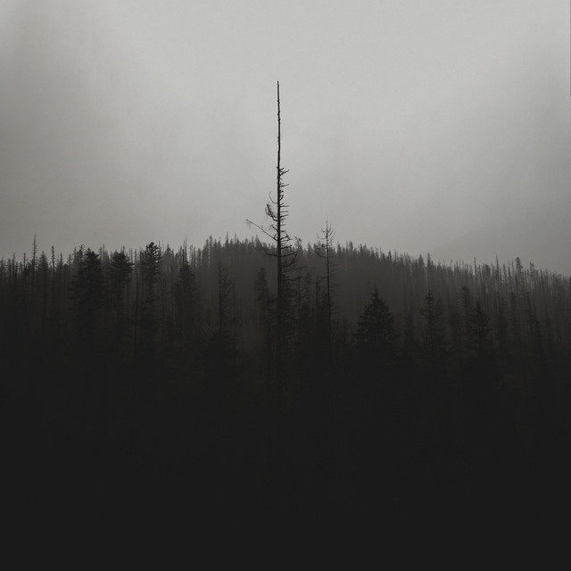 Beast of Misery