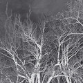 Abyss of horns DEMO/Single
