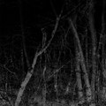 DANS LA FORET SOUVERAINE