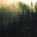 Cold Forest