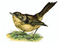 Free Bird