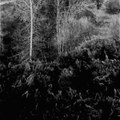 Disquietude