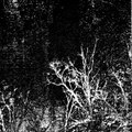 ARBRES MONOLITHES